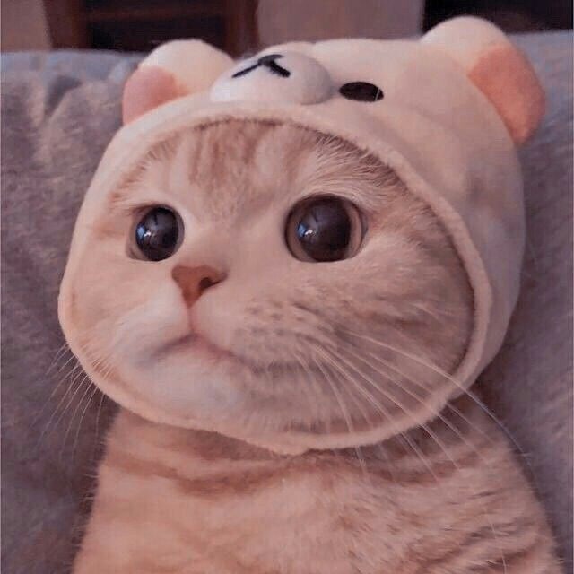 猫猫云